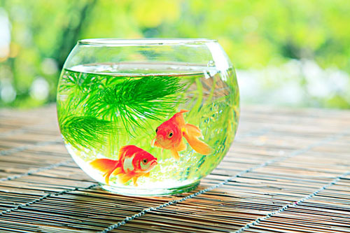 居家养鱼风水讲求，怎么养鱼招财气？